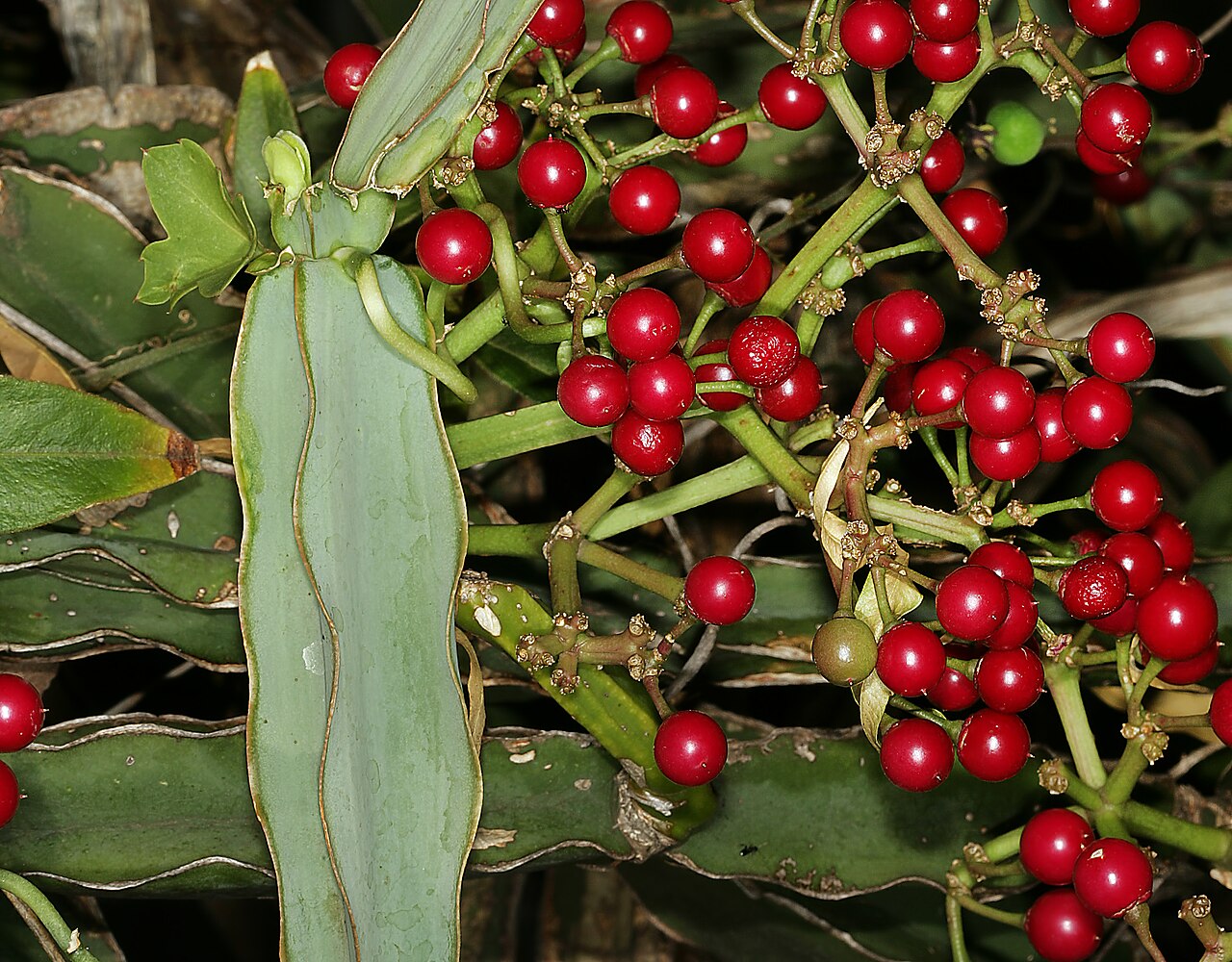 Fresh pirandai (Cissus quadrangularis) — the healing plant